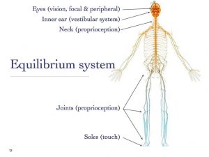 Equilibrium System