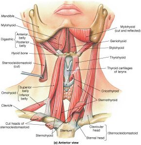 diagram showing how TMJ probems can be connected to chiropractic neck problems