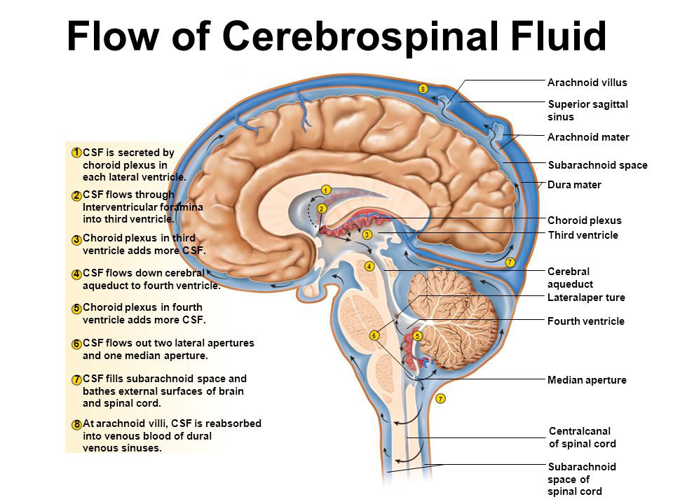cerebrospinal fluid circulation relies on correct upper cervical alignment
