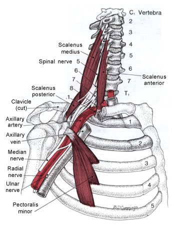 scalene muscles can create instability for chiropractic adjustment